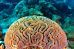 Brain coral / Coral “cerebro”
