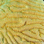 Details of brain coral   / Detalles del coral “cerebro”